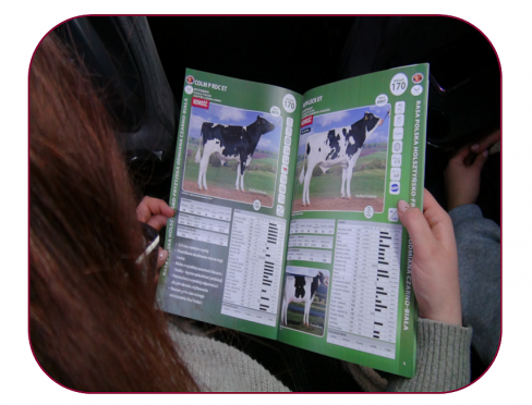 Katalog wyceny buhajów